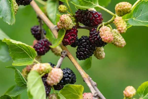 The fruit of black mulberry - mulberry tree