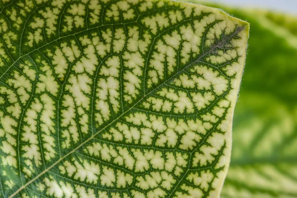 Detail Backlit Texture Pattern Fig Leaf Plant Veins Form Similar — Stock Photo, Image
