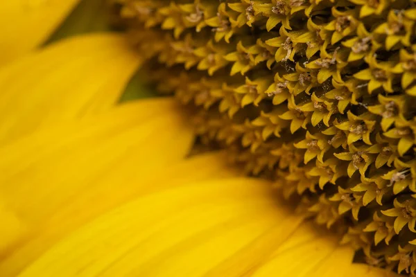 Core Flower Texture Sunflower Close Seeds Oil Flat Lay Top — Photo