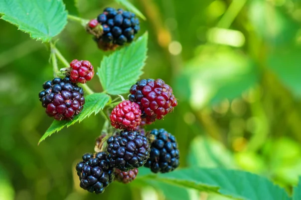 ripe and unripe blackberries on the bush with selective focus. Bunch of berries,