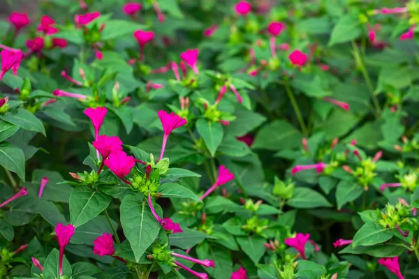 Mirabilis Jalapa Eller Fyra Timmar Lång Blomma Den Vanligaste Prydnadsarter — Stockfoto