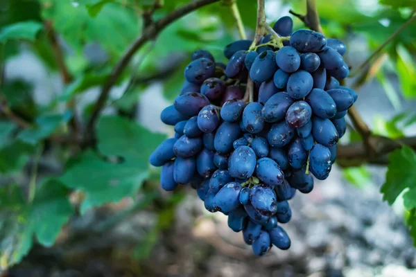 Blízko Hroznů Visících Větvi Visící Hrozny Pěstování Hroznů Hroznová Farma — Stock fotografie