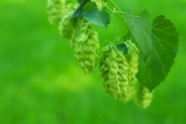 Grüne Hopfendolden Zur Herstellung Von Bier Und Brot Nahaufnahme Landwirtschaftlicher — Stockfoto