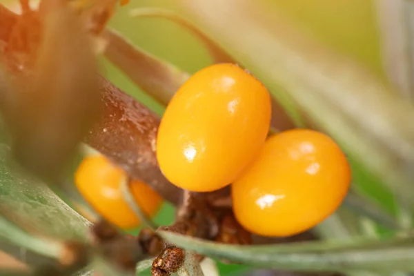 Branche Baies Argousier Orange Dans Jardin — Photo