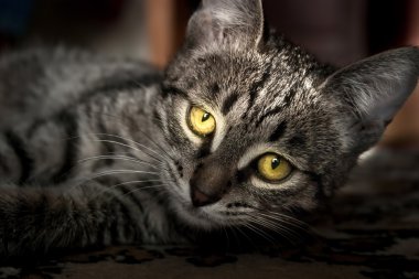 portresi iri sarı-yeşil gözlü yavru bir kedi kadar yakın