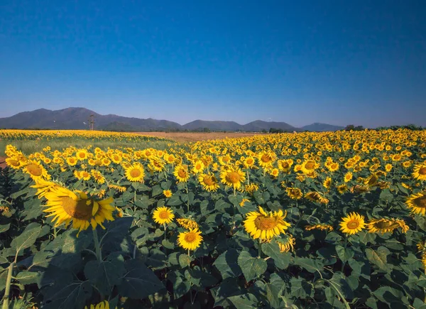 Los Girasoles Populares Plantan Como Plantas Ornamentales Los Girasoles Plantan — Foto de Stock