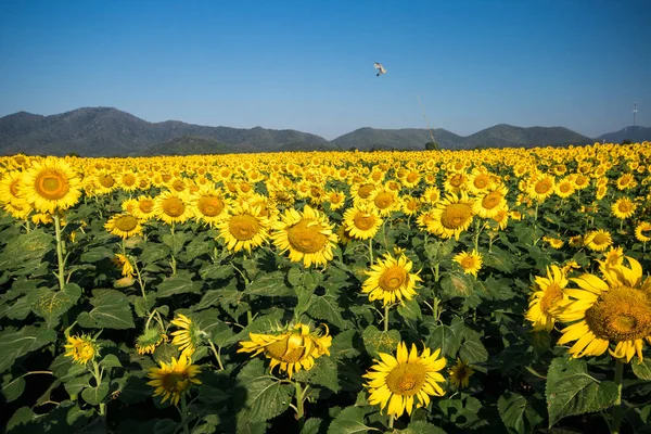 Цвіте Соняшник Жовтими Пелюстками — стокове фото