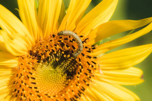 Zoom Close Caterpillar Blooming Sunflower — Stock Photo, Image