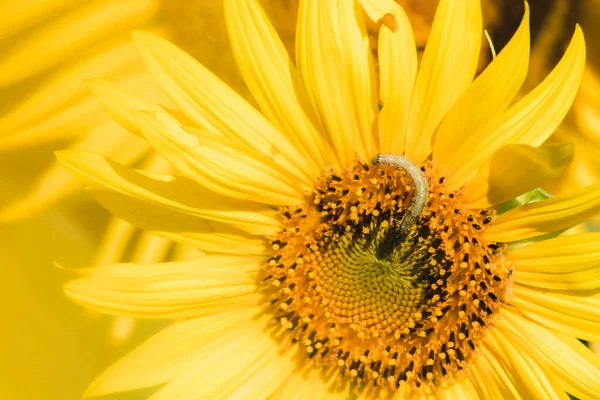 Zoom Close Housenka Kvetoucí Slunečnice — Stock fotografie