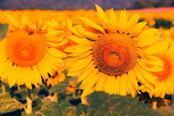 Подсолнух Желтыми Лепестками Расцветающими Солнце — стоковое фото