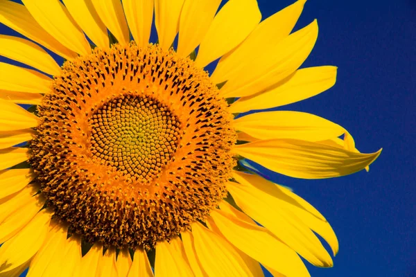 Slunečnice Žlutými Okvětními Lístky Kvetoucími Slunci — Stock fotografie
