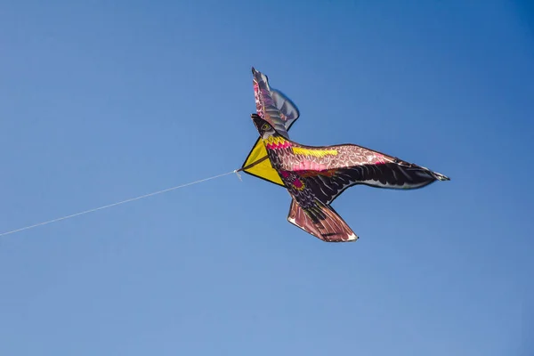 Kite Águia — Fotografia de Stock