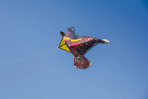 Kite Águia — Fotografia de Stock