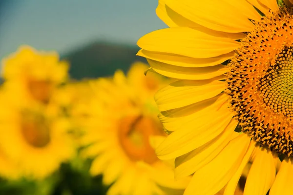 Slunečnice Žlutými Okvětními Lístky Kvete — Stock fotografie