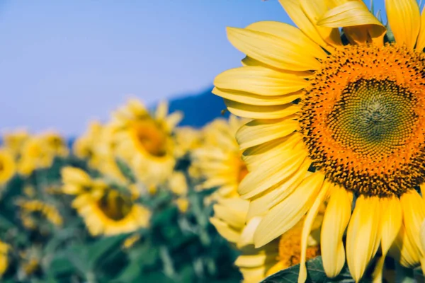 Sarı yapraklı bir ayçiçeği açıyor..