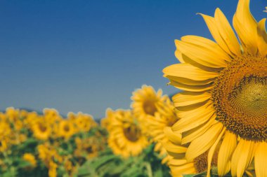 Sarı yapraklı bir ayçiçeği açıyor..