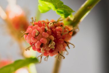 Dut, beyaz dut Meyve yeşildir. 