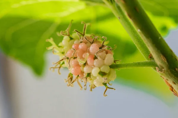 Morwa Morwa Biała Owoc Jest Zielony — Zdjęcie stockowe