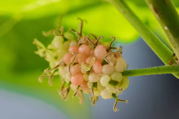 Mulberry Putih Mulberry Buah Hijau Stok Gambar