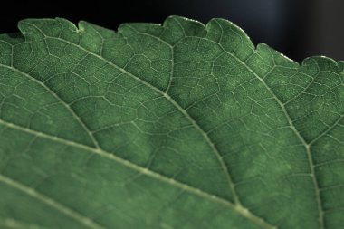 Dut yapraklarının pürüzsüz ya da tırtıklı kenarları vardır.