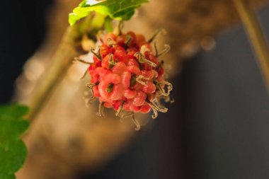 Dut, beyaz dut Meyve yeşildir. 