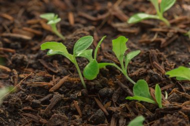 Marul ya da marul yetiştirmek birçok şekilde ekilebilir. Toprak çuvallarına ekilebilir ya da tepsilere konulabilir..