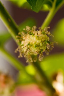 Dut, beyaz dut Meyve yeşildir. 