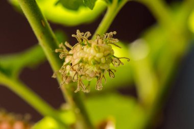 Dut, beyaz dut Meyve yeşildir. 