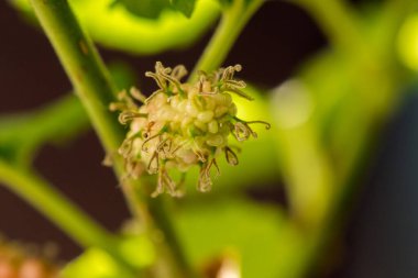 Dut, beyaz dut Meyve yeşildir. 