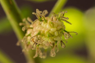 Dut, beyaz dut Meyve yeşildir. 