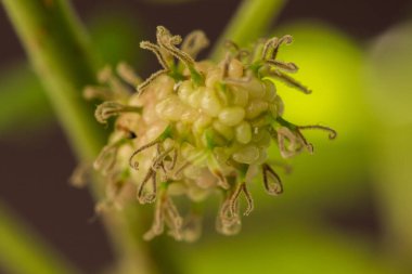 Dut, beyaz dut Meyve yeşildir. 