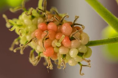 Dut, beyaz dut Meyve yeşildir. 