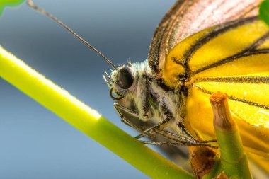 Portakal Martı, Cepora iuthe Malaya Fruhstorfer bacaklarında bir çift kanat, turuncu sarı kanatlar. Vücut siyah ve beyaz kürklü..