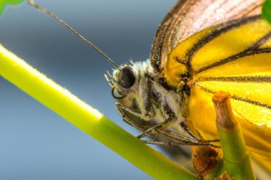 Portakal Martı, Cepora iuthe Malaya Fruhstorfer bacaklarında bir çift kanat, turuncu sarı kanatlar. Vücut siyah ve beyaz kürklü..