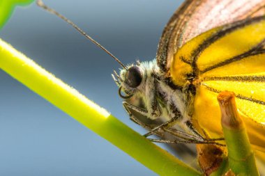 Portakal Martı, Cepora iuthe Malaya Fruhstorfer bacaklarında bir çift kanat, turuncu sarı kanatlar. Vücut siyah ve beyaz kürklü..