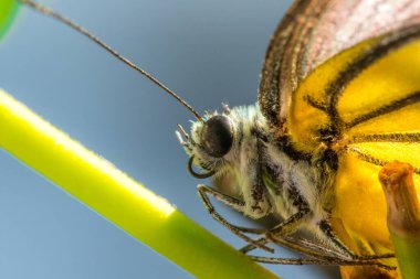 Portakal Martı, Cepora iuthe Malaya Fruhstorfer bacaklarında bir çift kanat, turuncu sarı kanatlar. Vücut siyah ve beyaz kürklü..