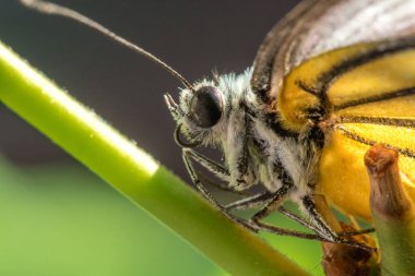 Portakal Martı, Cepora iuthe Malaya Fruhstorfer bacaklarında bir çift kanat, turuncu sarı kanatlar. Vücut siyah ve beyaz kürklü..