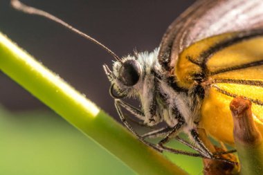 Portakal Martı, Cepora iuthe Malaya Fruhstorfer bacaklarında bir çift kanat, turuncu sarı kanatlar. Vücut siyah ve beyaz kürklü..