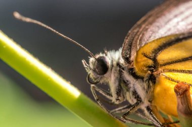 Portakal Martı, Cepora iuthe Malaya Fruhstorfer bacaklarında bir çift kanat, turuncu sarı kanatlar. Vücut siyah ve beyaz kürklü..