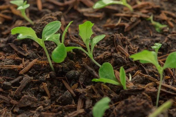 Növekvő Saláta Vagy Saláta Lehet Ültetni Sokféleképpen Lehet Ültetni Zsákokban — Stock Fotó