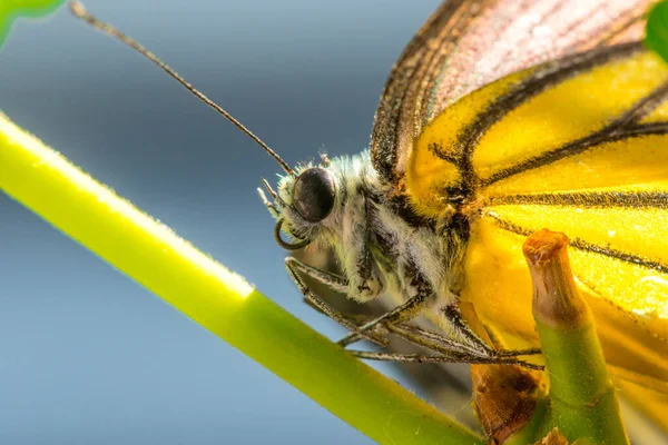 Gaivota Laranja Cepora Iudith Malaya Fruhstorfer Par Asas Nas Pernas — Fotografia de Stock