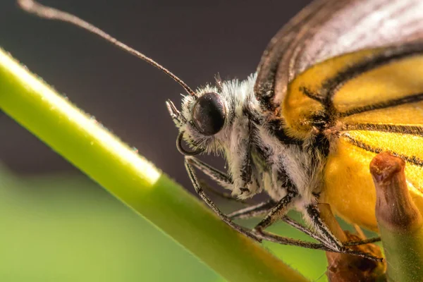 Portakal Martı, Cepora iuthe Malaya Fruhstorfer bacaklarında bir çift kanat, turuncu sarı kanatlar. Vücut siyah ve beyaz kürklü..