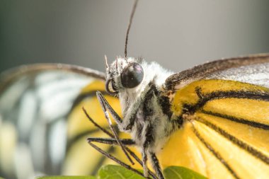 Portakal Martı, Cepora iuthe Malaya Fruhstorfer bacaklarında bir çift kanat, turuncu sarı kanatlar. Vücut siyah ve beyaz kürklü..