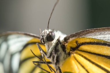 Portakal Martı, Cepora iuthe Malaya Fruhstorfer bacaklarında bir çift kanat, turuncu sarı kanatlar. Vücut siyah ve beyaz kürklü..