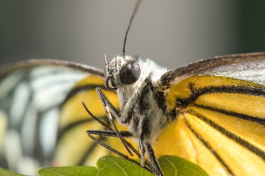 Portakal Martı, Cepora iuthe Malaya Fruhstorfer bacaklarında bir çift kanat, turuncu sarı kanatlar. Vücut siyah ve beyaz kürklü..