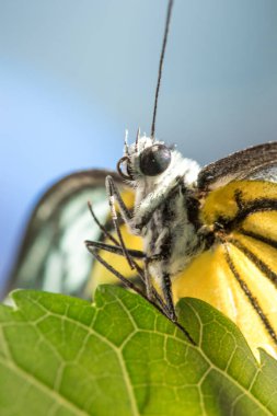 Portakal Martı, Cepora iuthe Malaya Fruhstorfer bacaklarında bir çift kanat, turuncu sarı kanatlar. Vücut siyah ve beyaz kürklü..