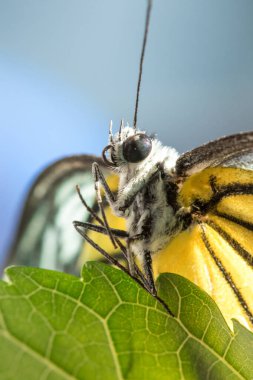 Portakal Martı, Cepora iuthe Malaya Fruhstorfer bacaklarında bir çift kanat, turuncu sarı kanatlar. Vücut siyah ve beyaz kürklü..