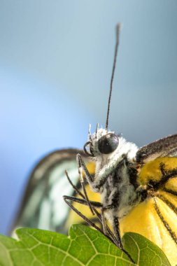 Portakal Martı, Cepora iuthe Malaya Fruhstorfer bacaklarında bir çift kanat, turuncu sarı kanatlar. Vücut siyah ve beyaz kürklü..