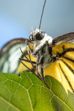 Portakal Martı, Cepora iuthe Malaya Fruhstorfer bacaklarında bir çift kanat, turuncu sarı kanatlar. Vücut siyah ve beyaz kürklü..