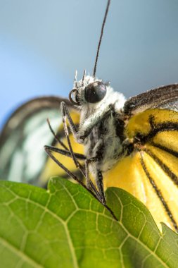 Portakal Martı, Cepora iuthe Malaya Fruhstorfer bacaklarında bir çift kanat, turuncu sarı kanatlar. Vücut siyah ve beyaz kürklü..